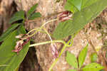 Climbing milkvine